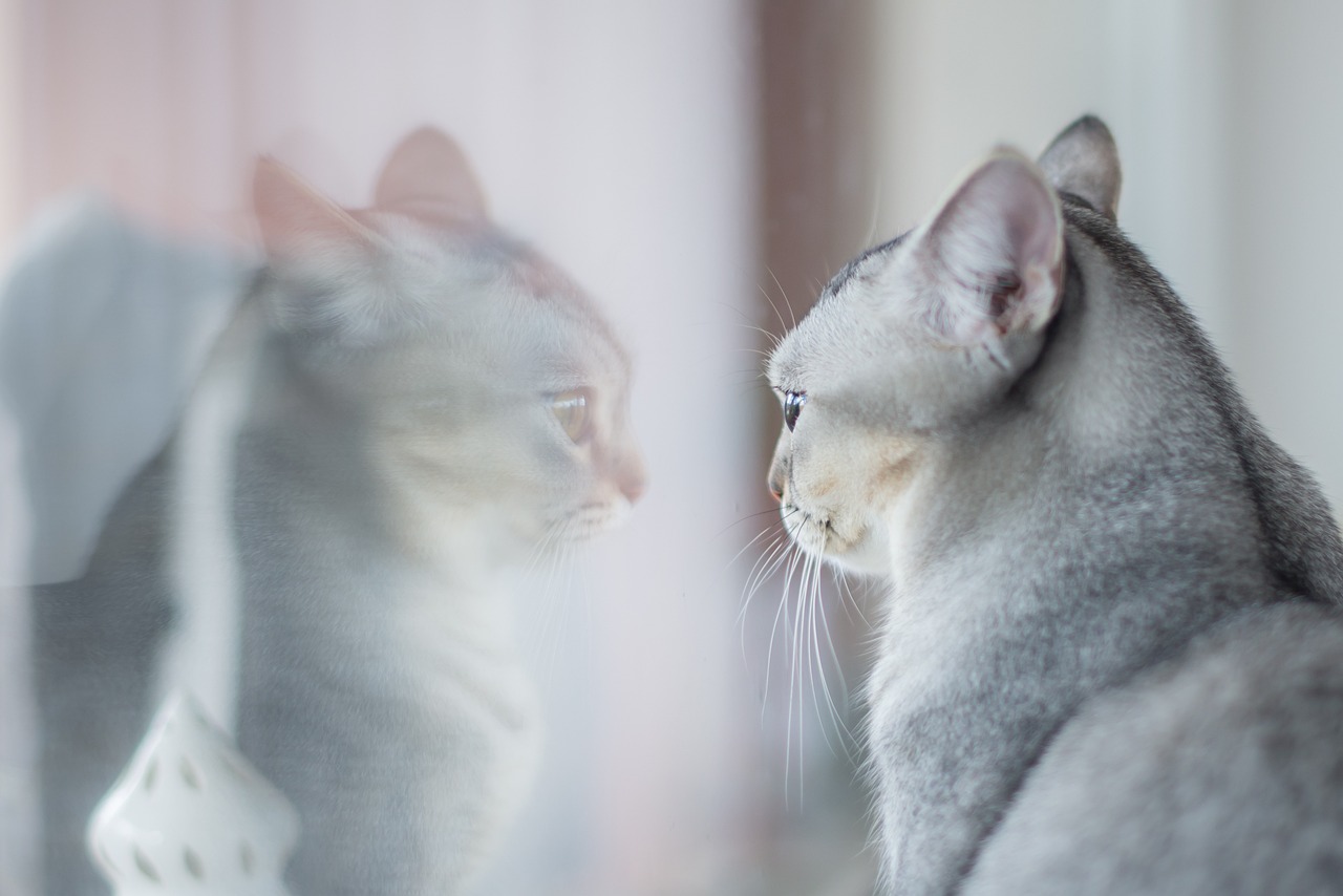 Eine Katze betrachtet ihr Spiegelbild in einer Fensterscheibe